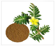 tribulus terrestris boosts male sexual performance